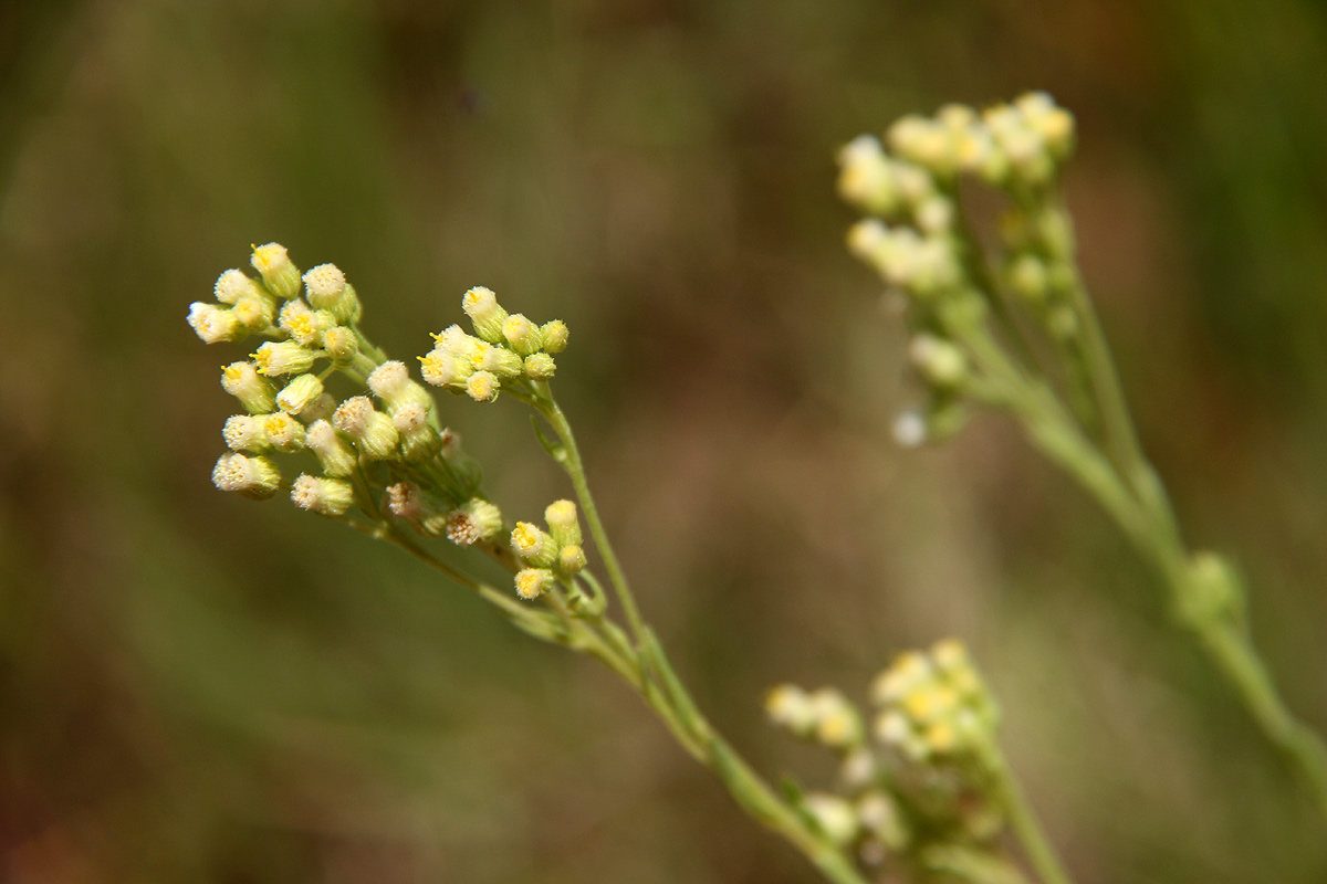 Eschenbachia stricta