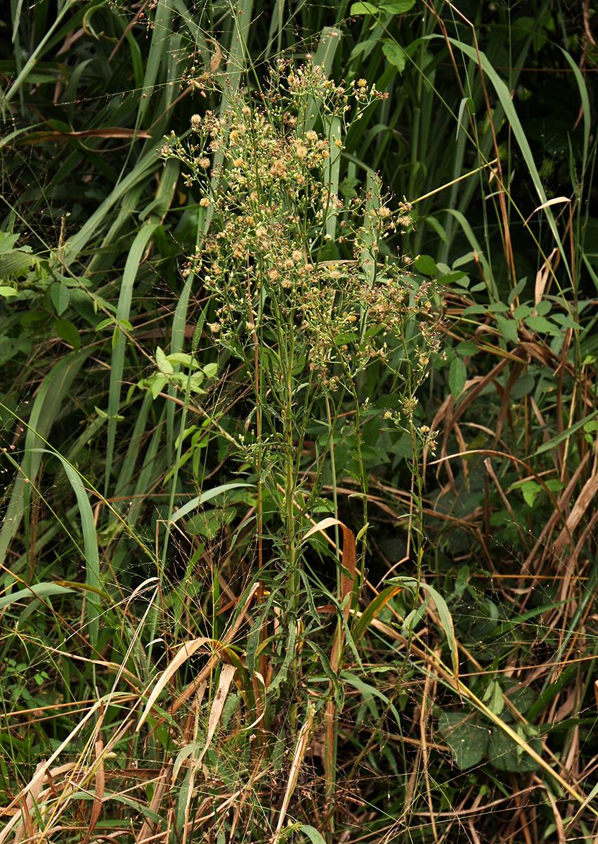 Erigeron sumatrensis