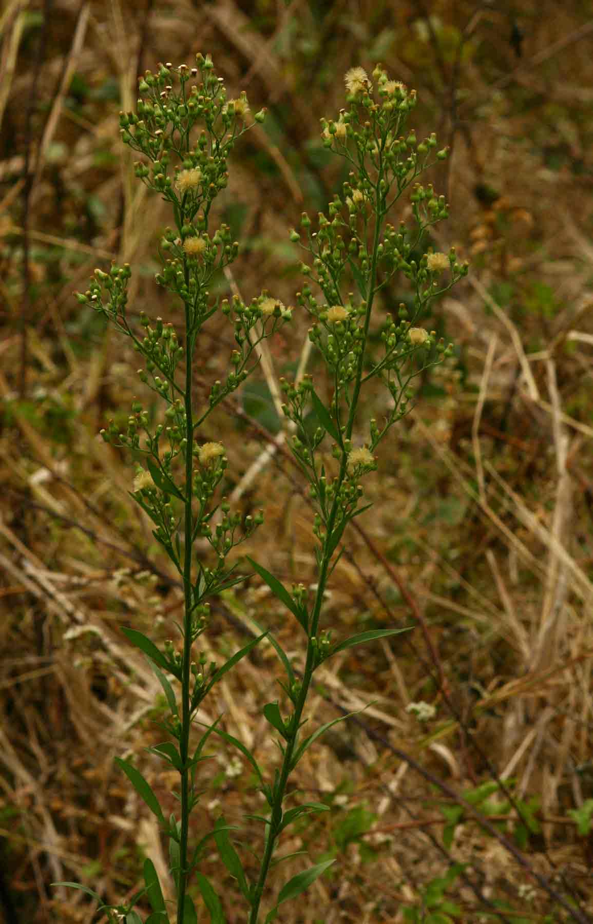 Erigeron sumatrensis