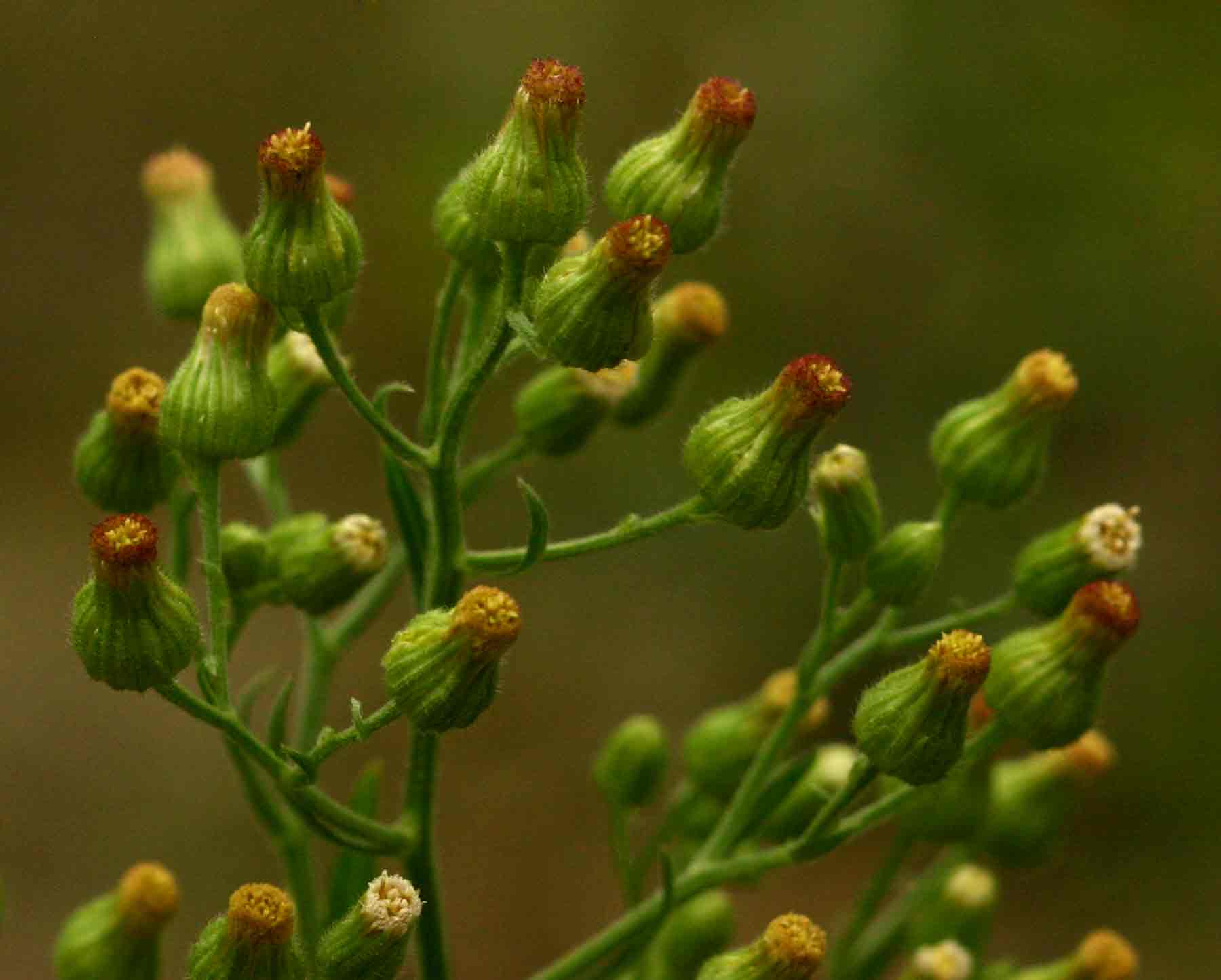 Erigeron sumatrensis