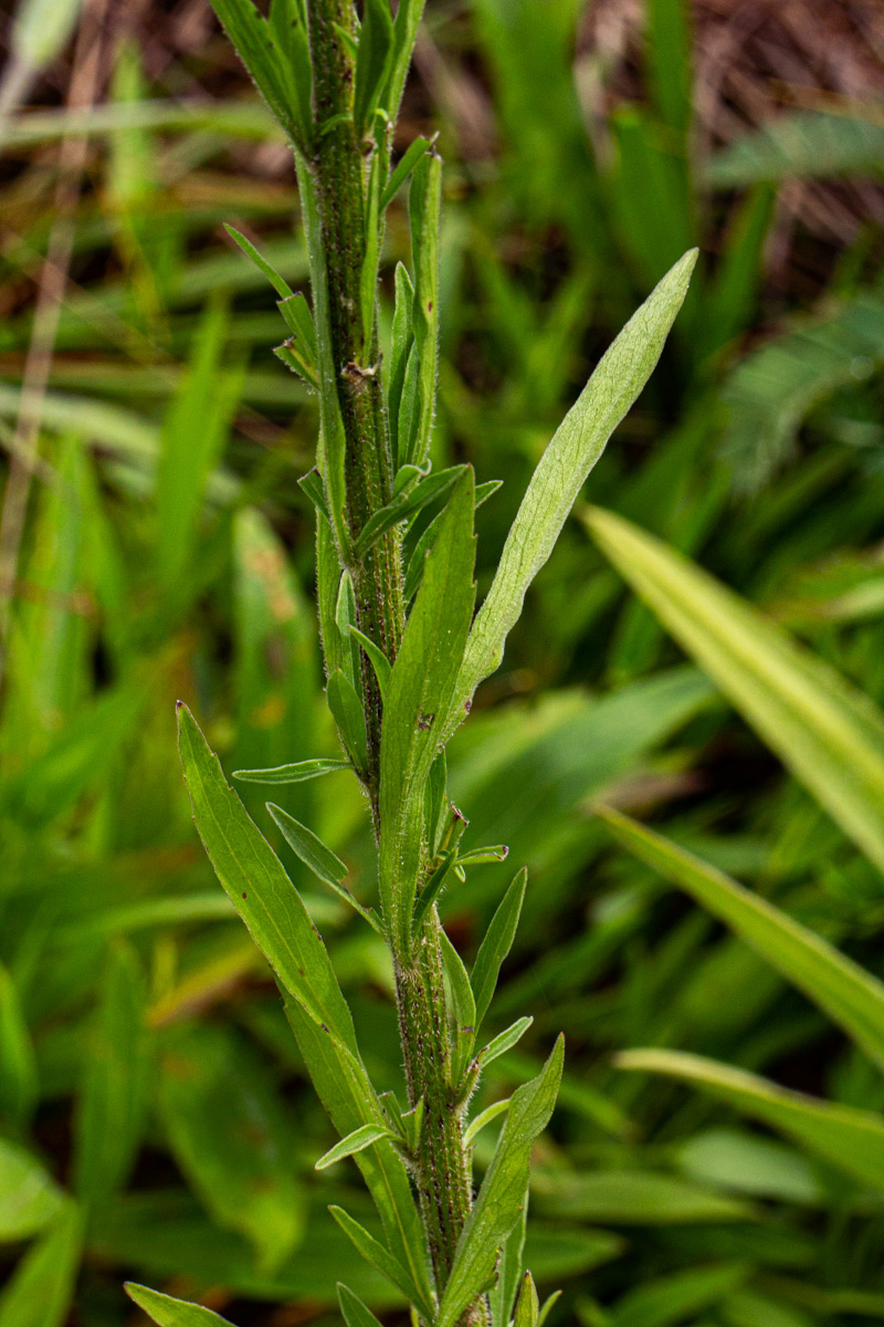 Erigeron sumatrensis
