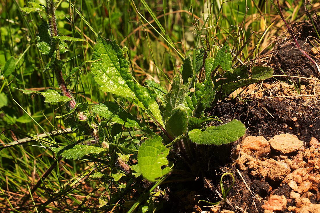 Eschenbachia tigrensis