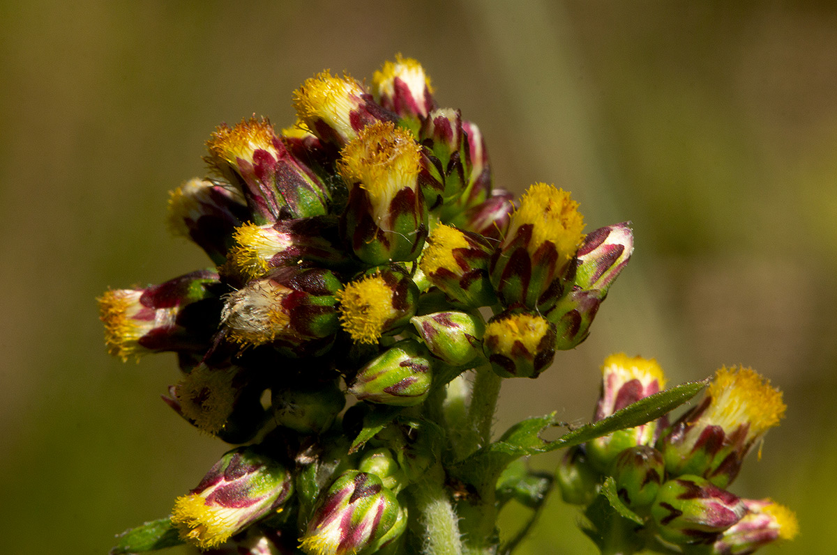 Eschenbachia tigrensis