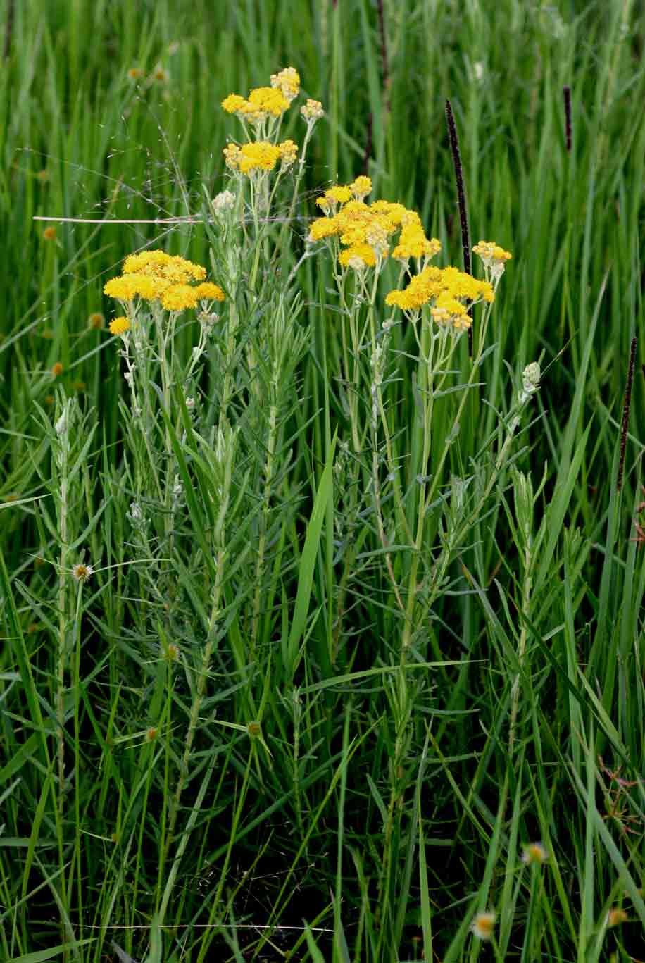 Nidorella welwitschii Nidorella welwitschii