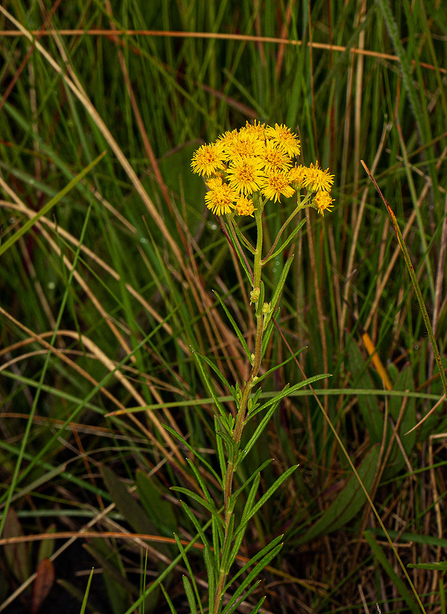 Nidorella welwitschii Nidorella welwitschii