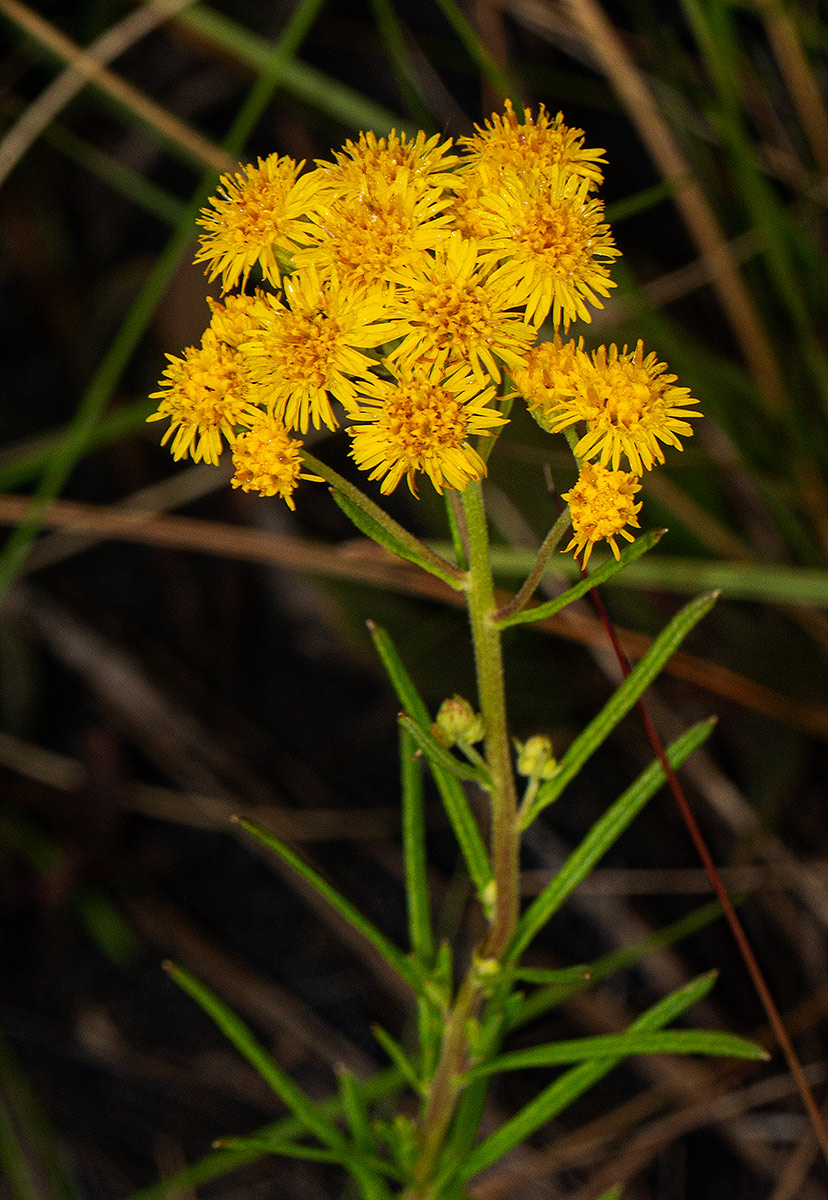 Nidorella welwitschii Nidorella welwitschii