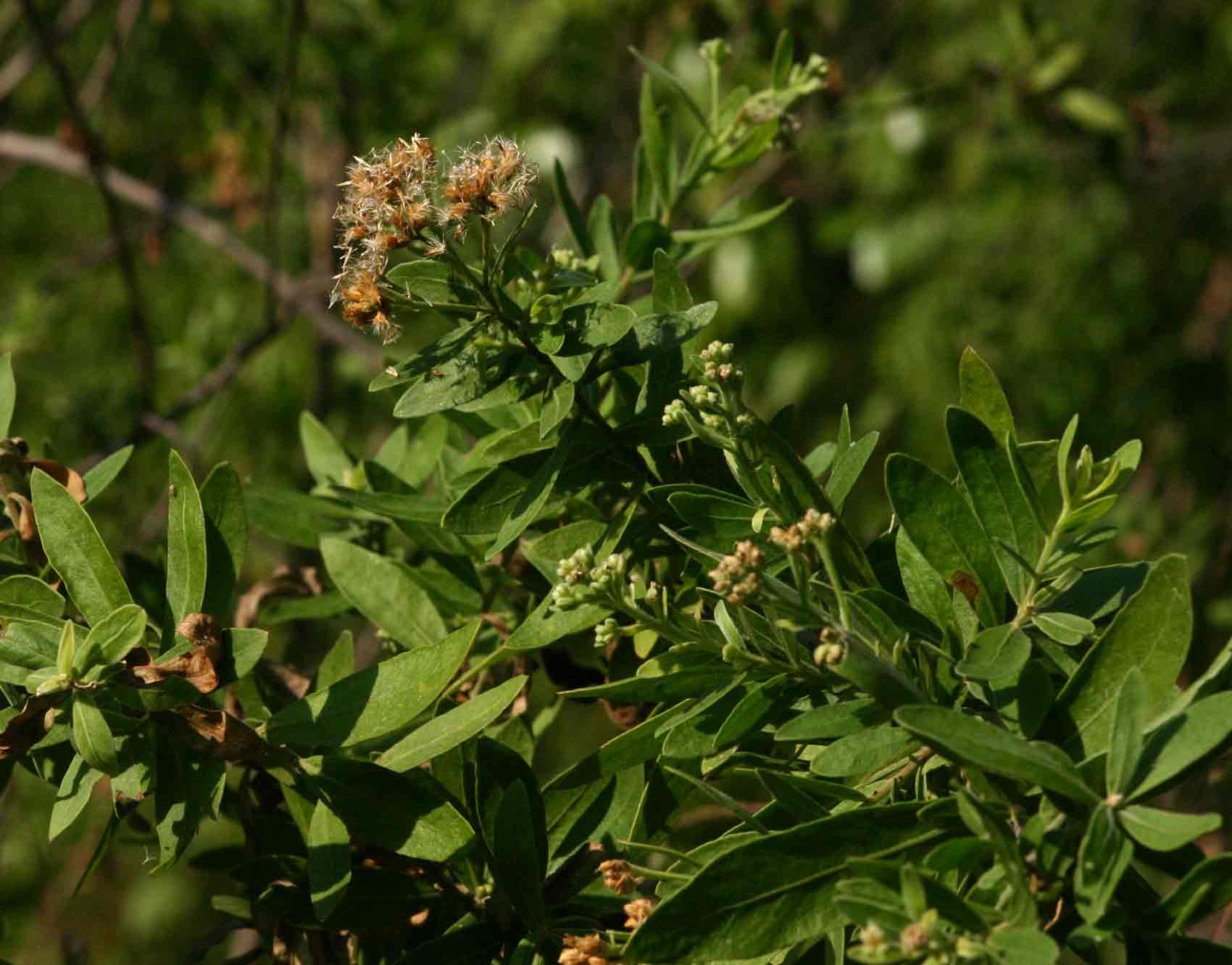 Pluchea dioscoridis Pluchea dioscoridis