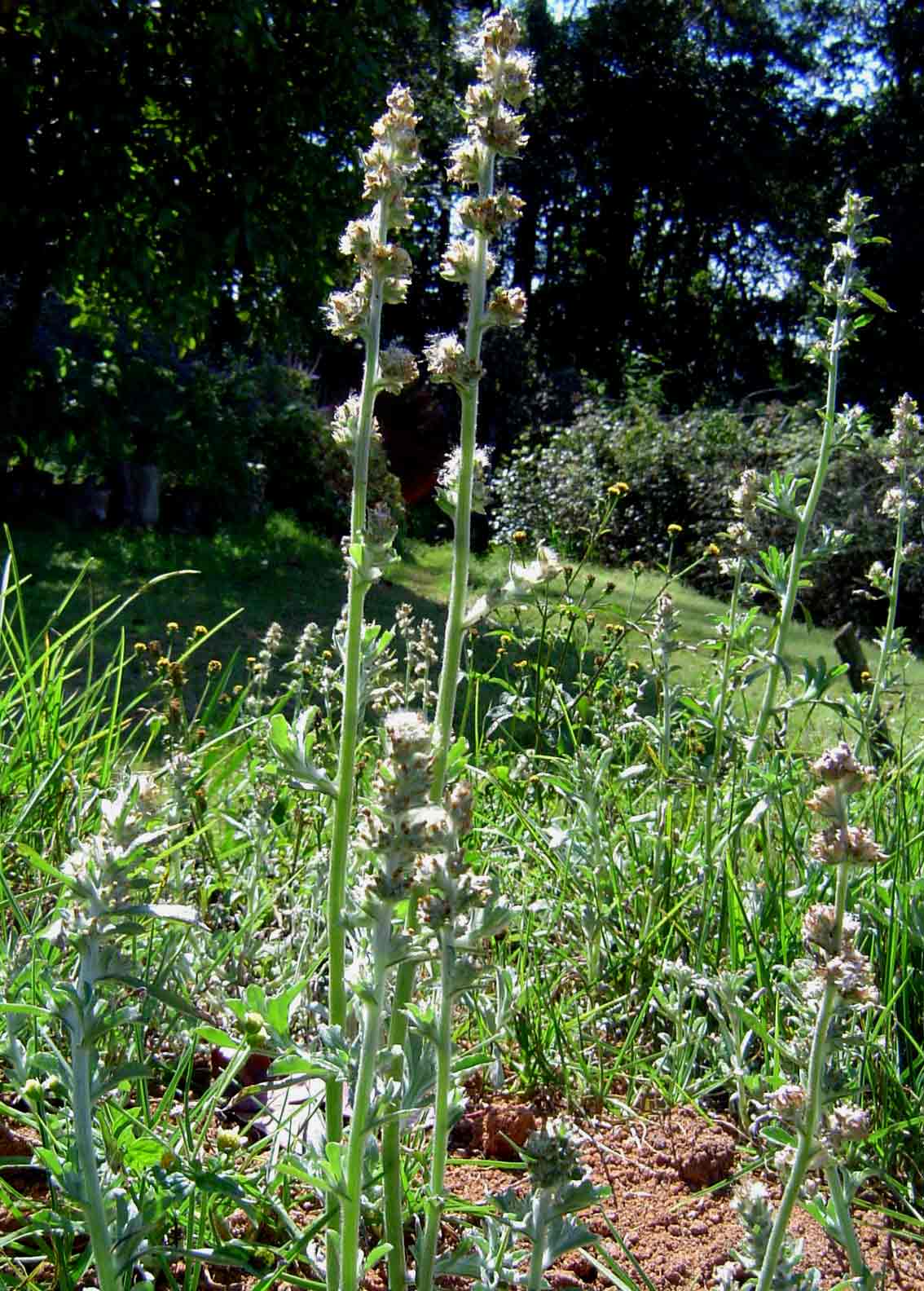 Gnaphalium purpureum