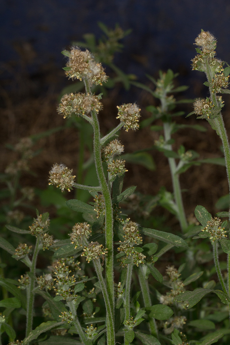 Gnaphalium purpureum