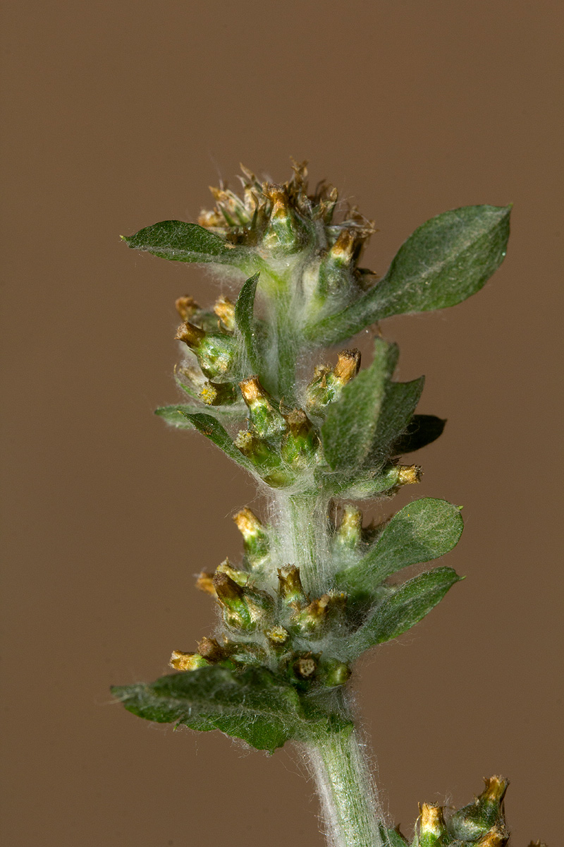 Gnaphalium purpureum