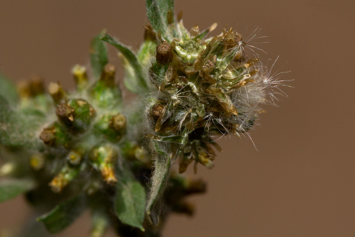 Gnaphalium purpureum