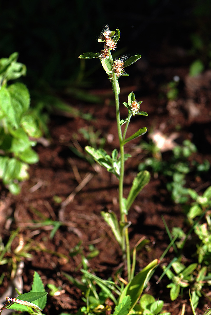 Gnaphalium purpureum
