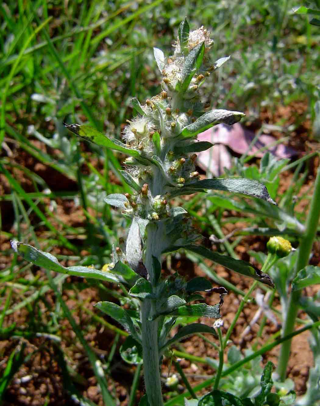 Gnaphalium purpureum