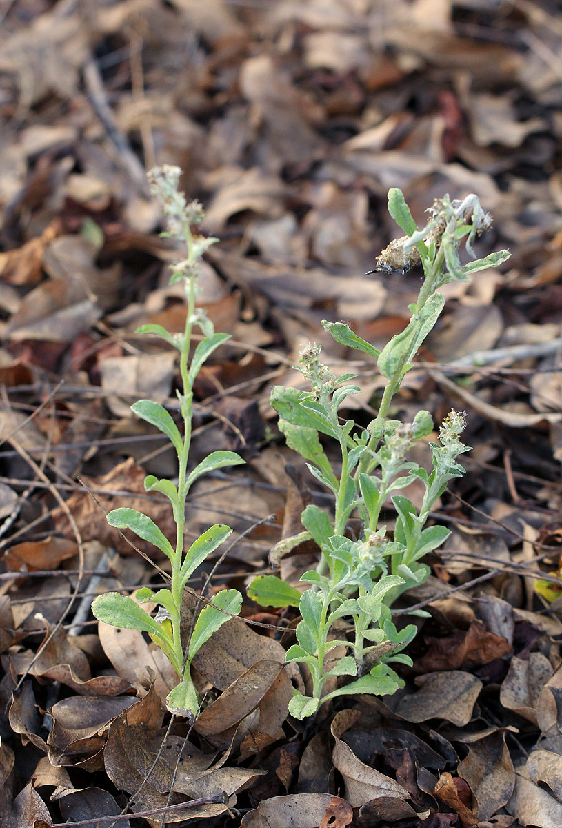 Gnaphalium purpureum