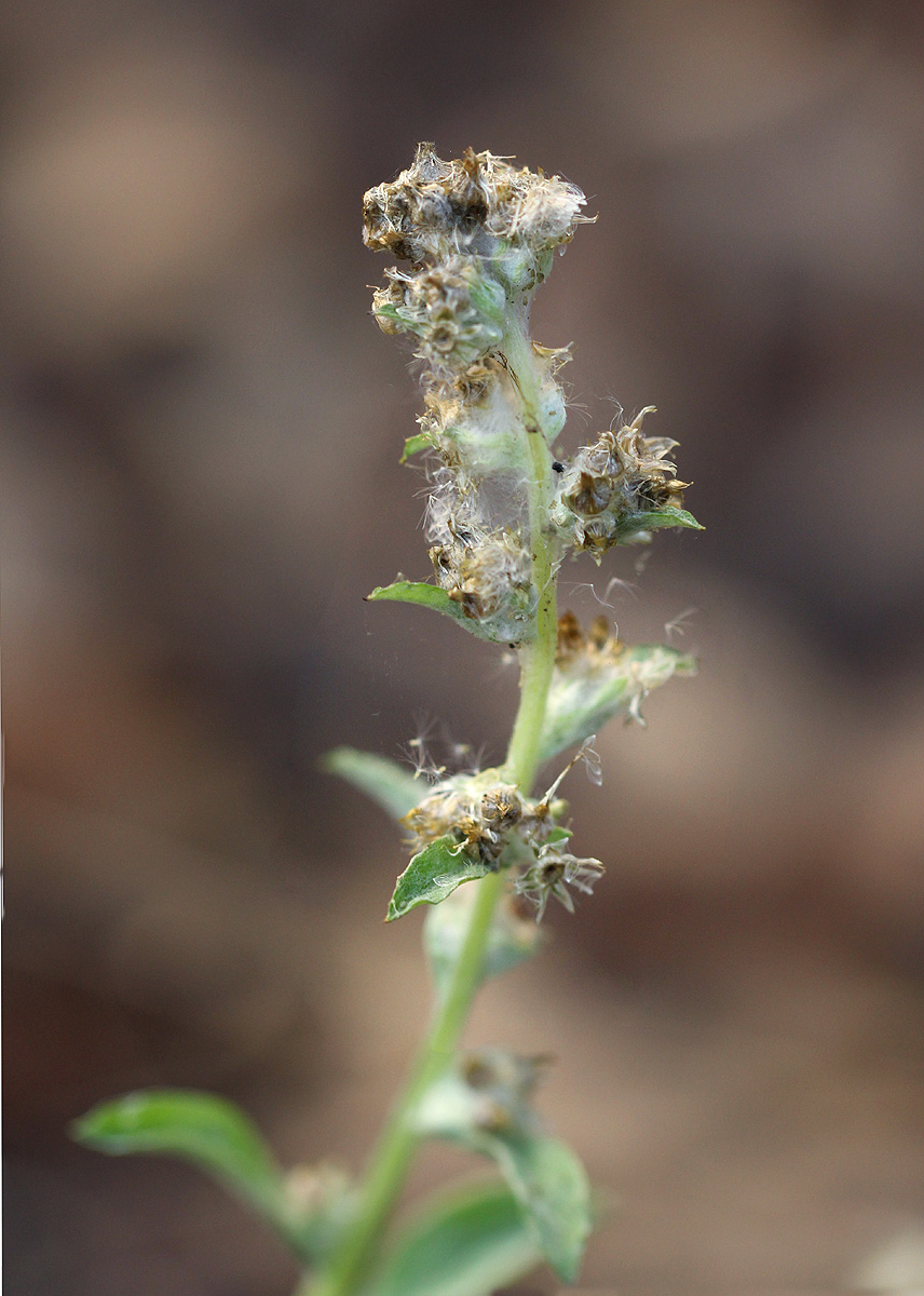 Gnaphalium purpureum