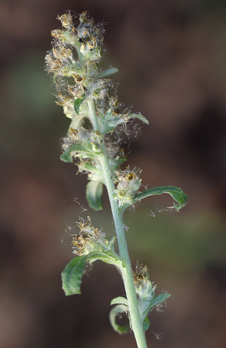 Gnaphalium purpureum