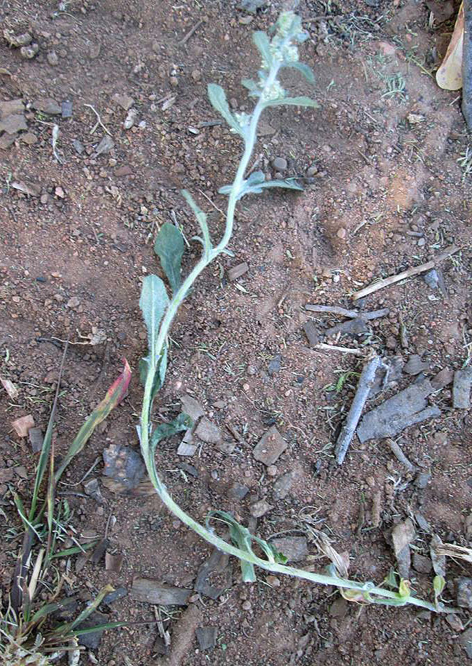 Gnaphalium purpureum