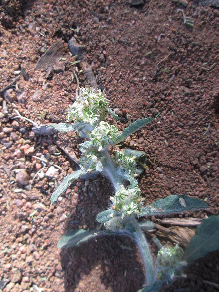 Gnaphalium purpureum