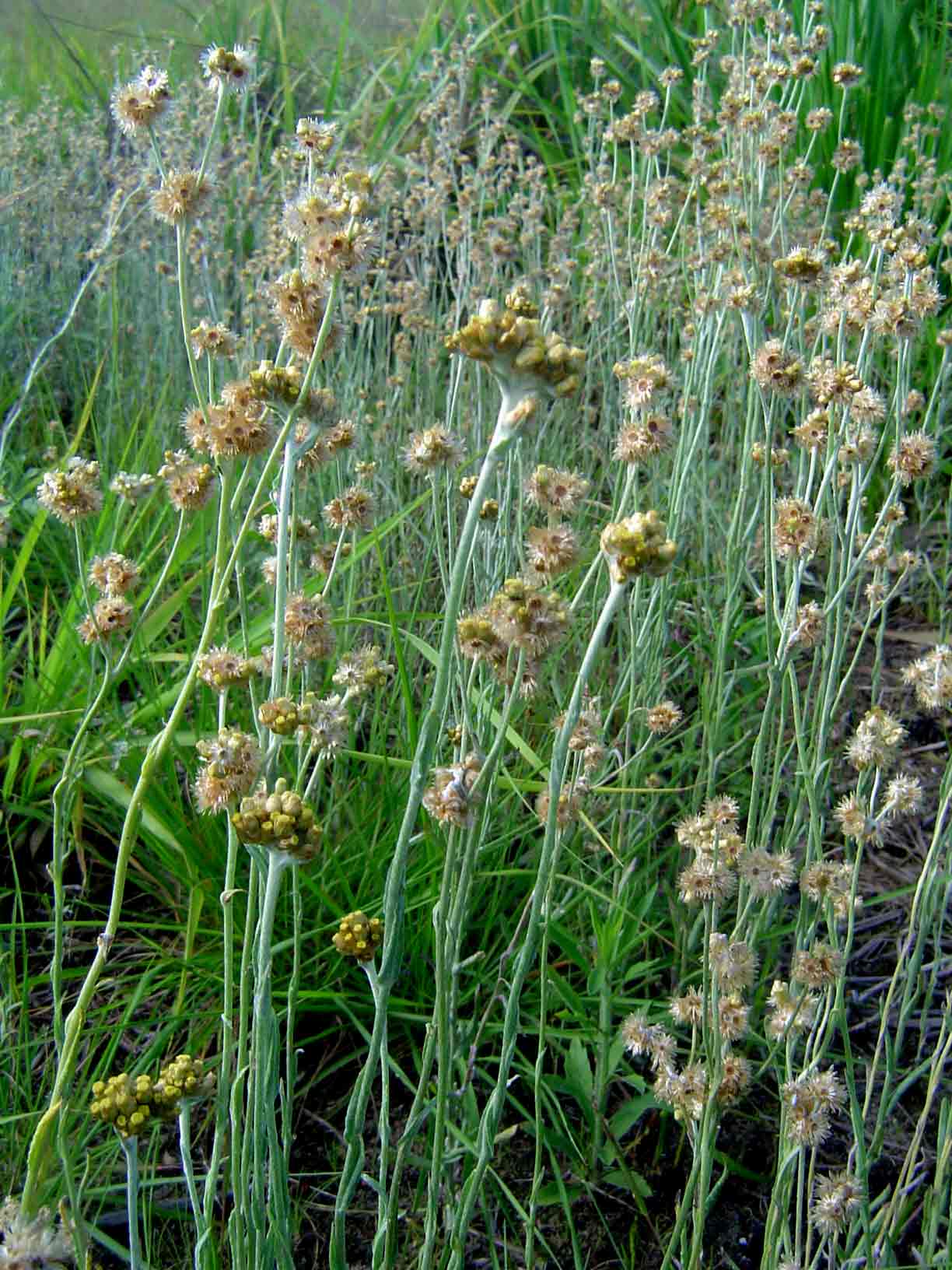 Pseudognaphalium luteo-album