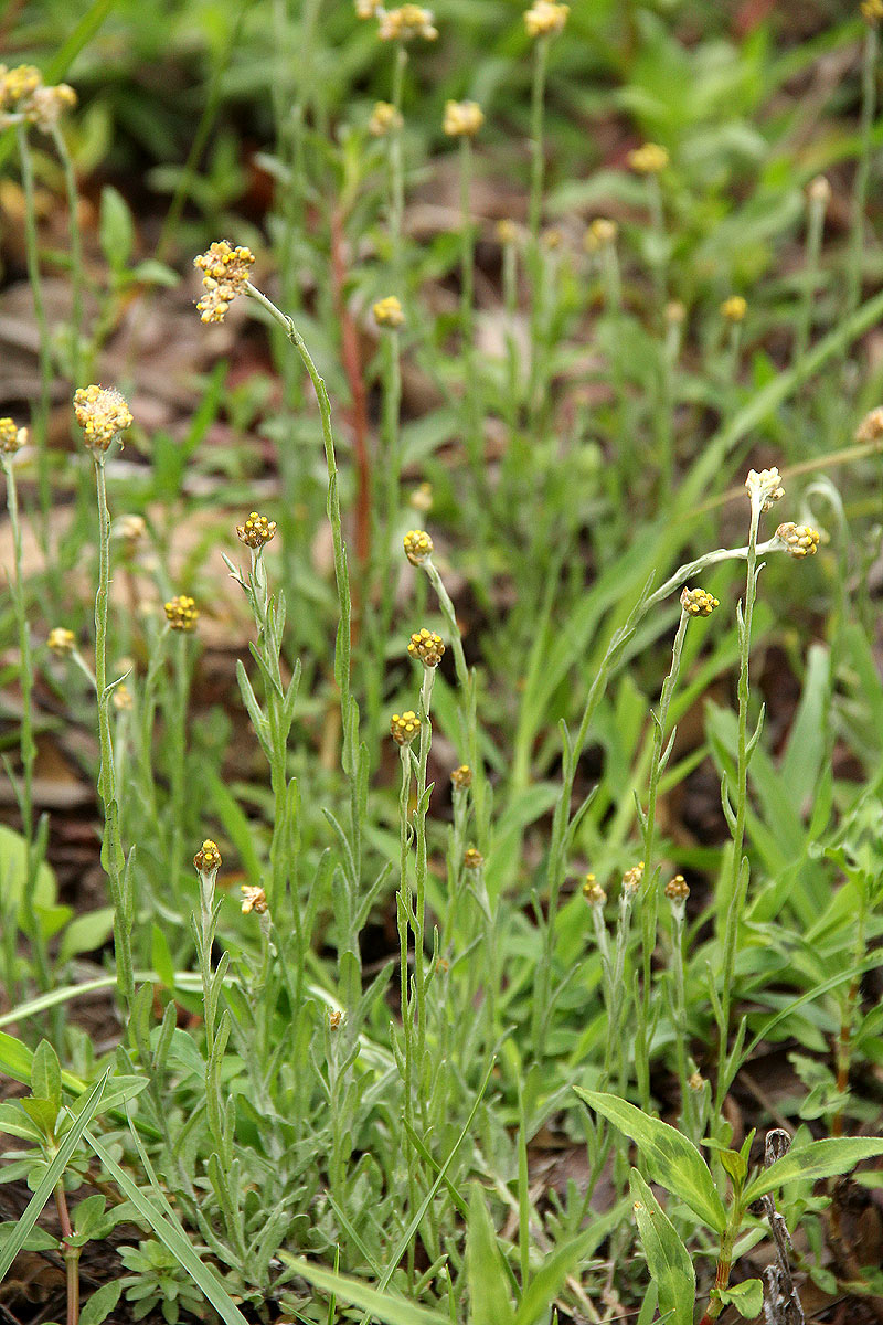 Pseudognaphalium luteo-album Pseudognaphalium luteo-album