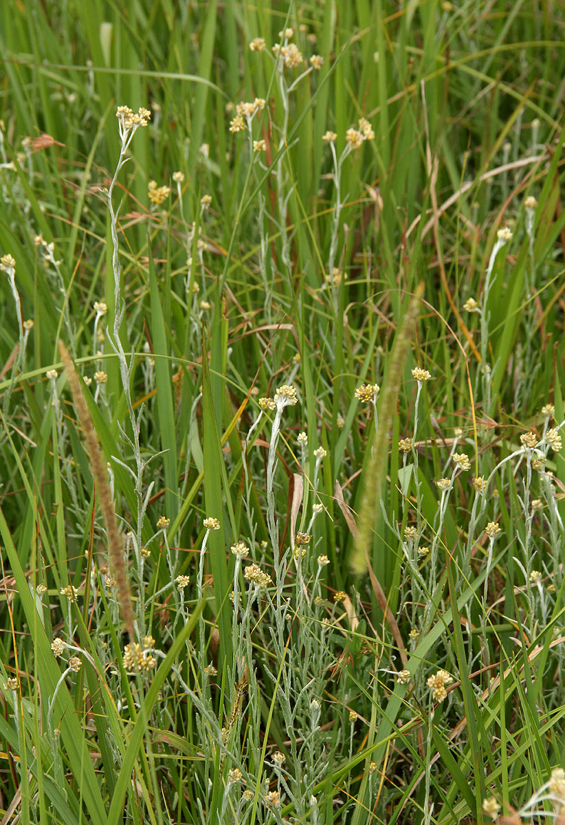 Pseudognaphalium luteo-album