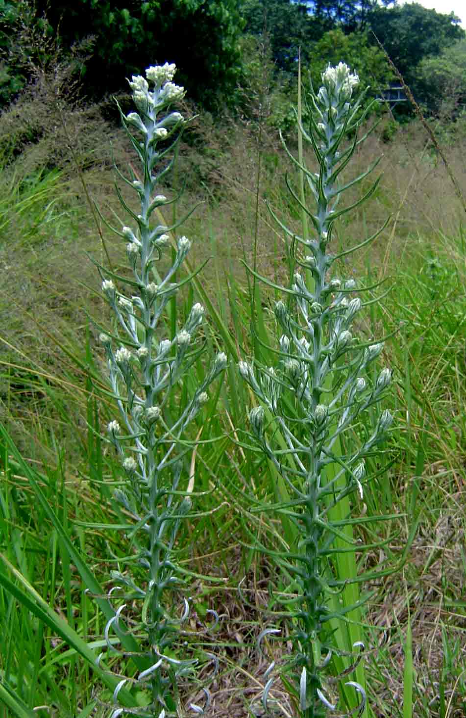 Pseudognaphalium oligandrum Pseudognaphalium oligandrum