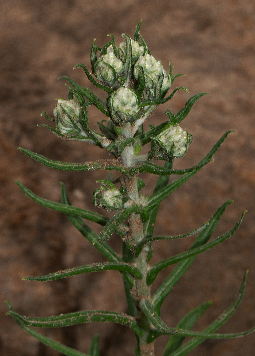 Pseudognaphalium oligandrum