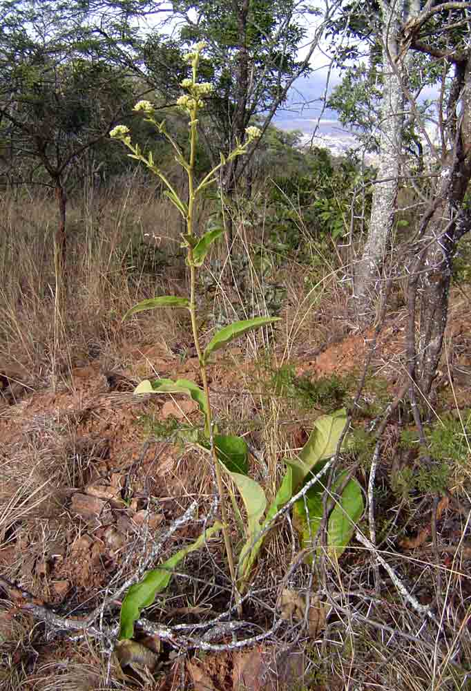 Inula glomerata Inula glomerata