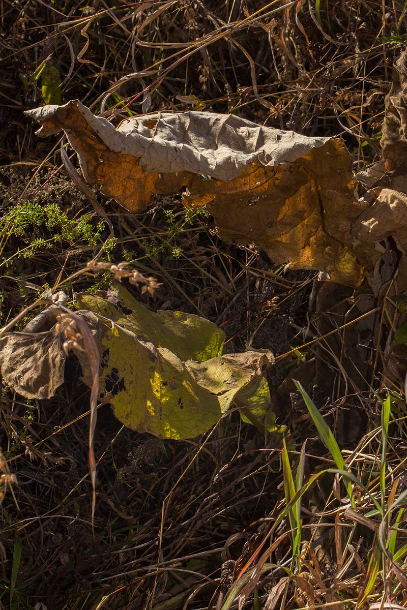 Inula glomerata Inula glomerata