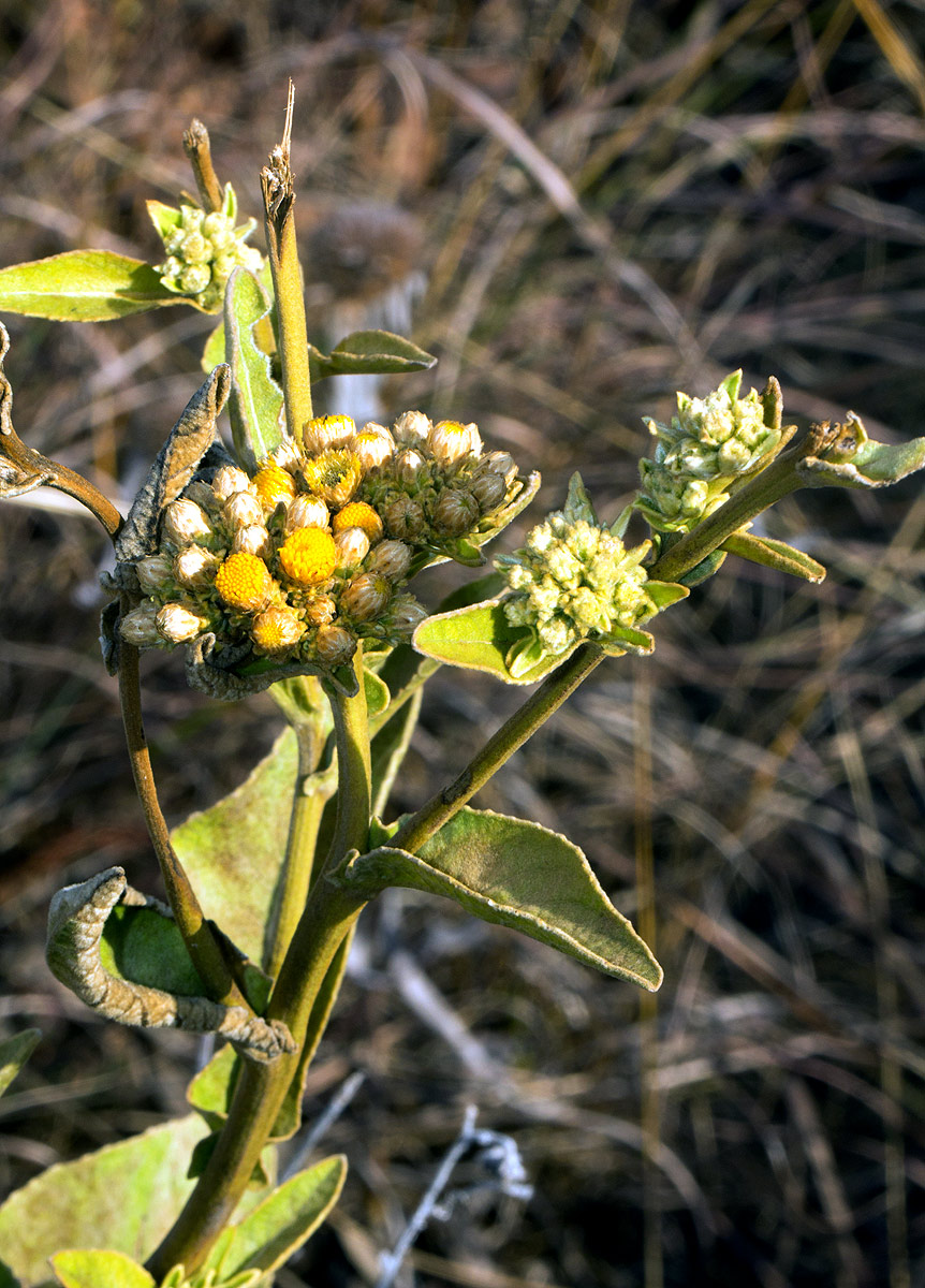 Inula glomerata