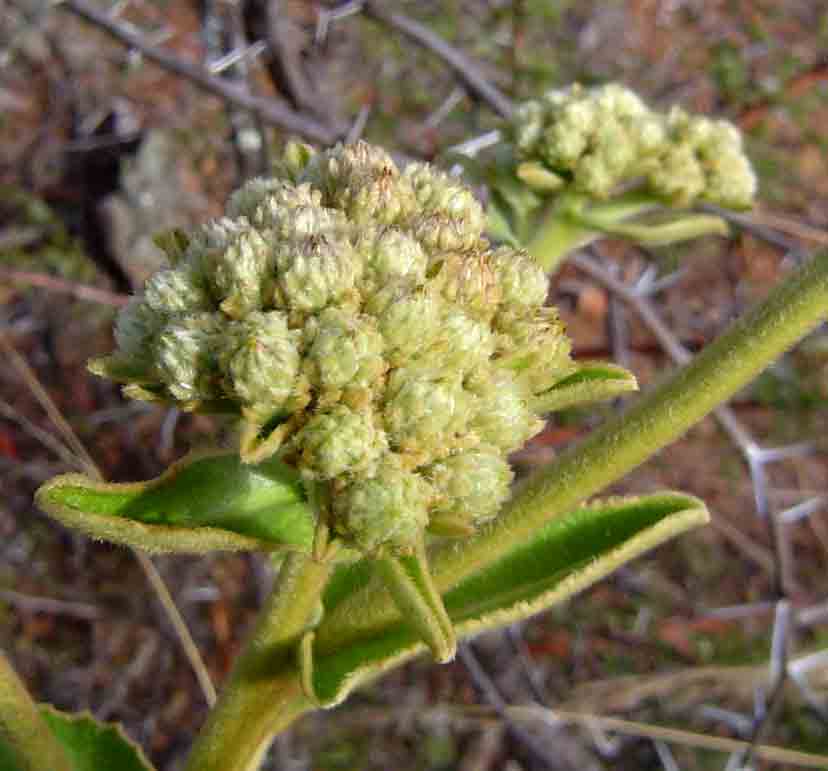 Inula glomerata Inula glomerata