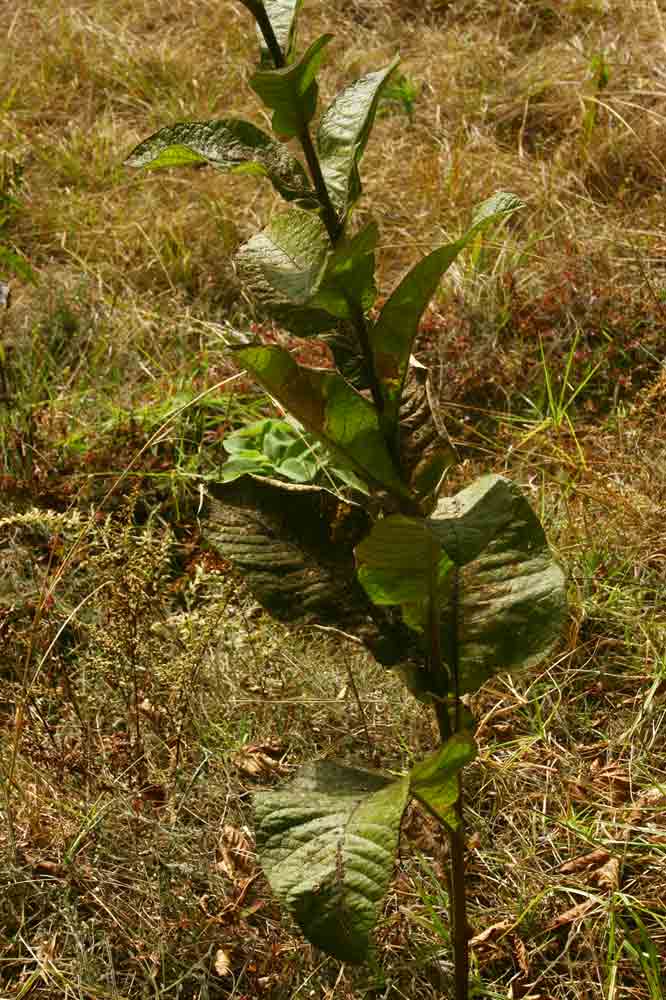 Inula glomerata Inula glomerata