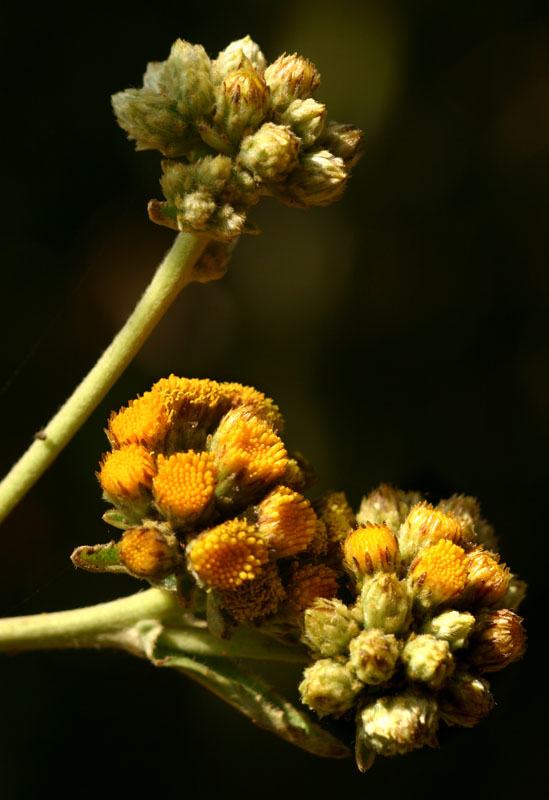 Inula glomerata Inula glomerata