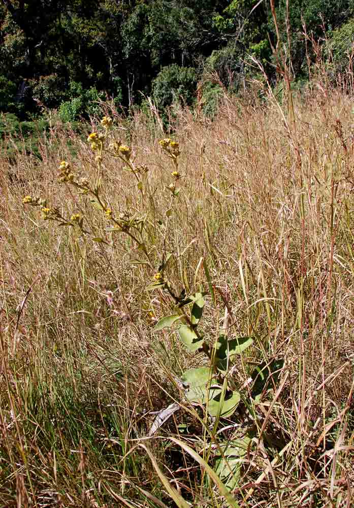 Inula glomerata Inula glomerata