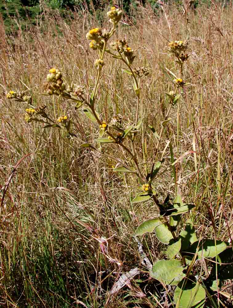 Inula glomerata