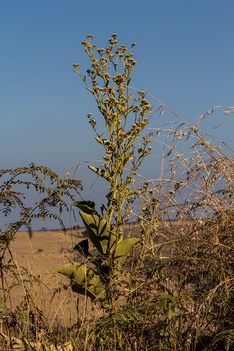 Inula glomerata Inula glomerata