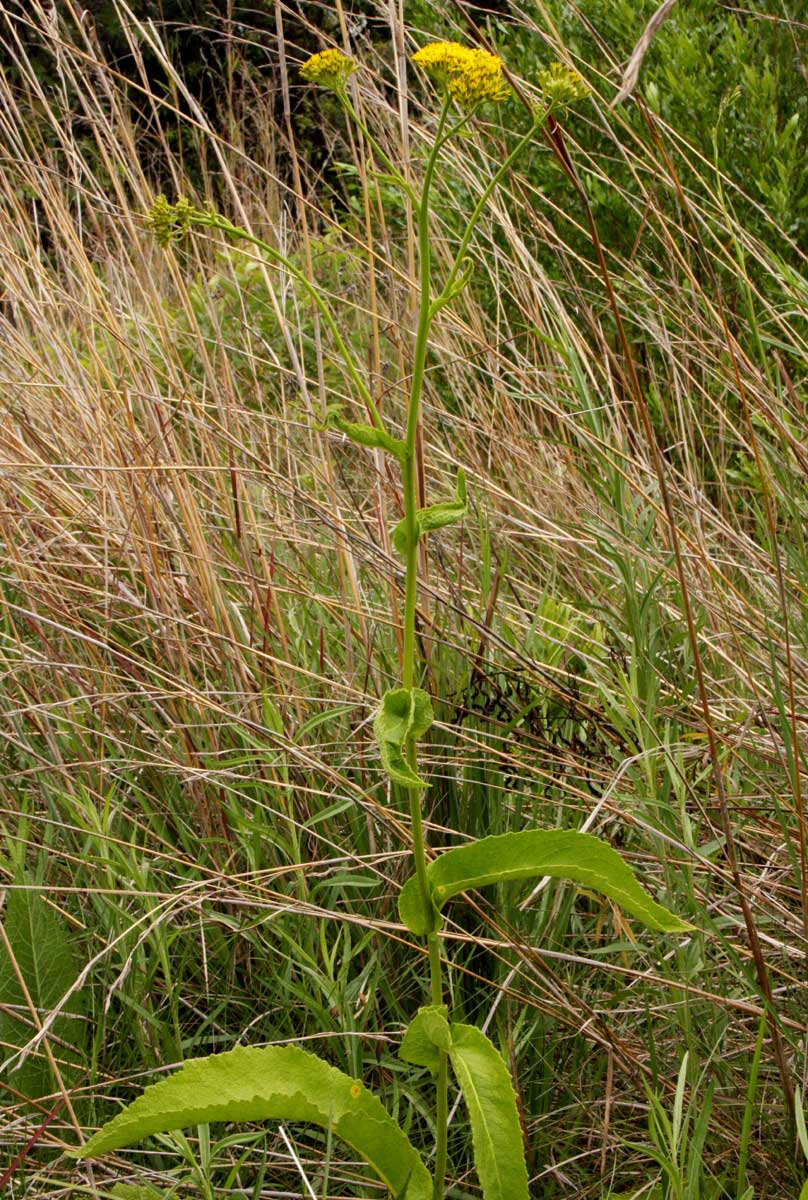 Monactinocephalus paniculatus