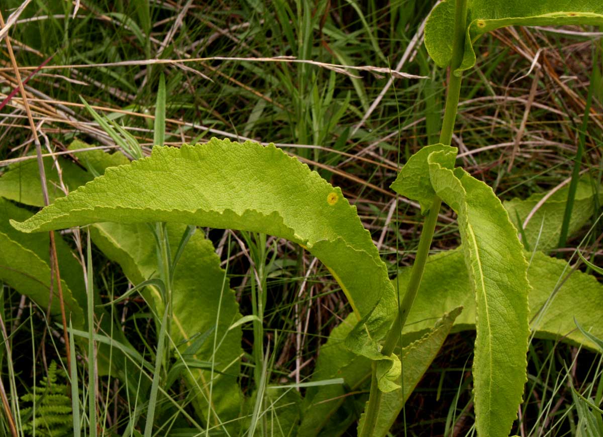 Monactinocephalus paniculatus