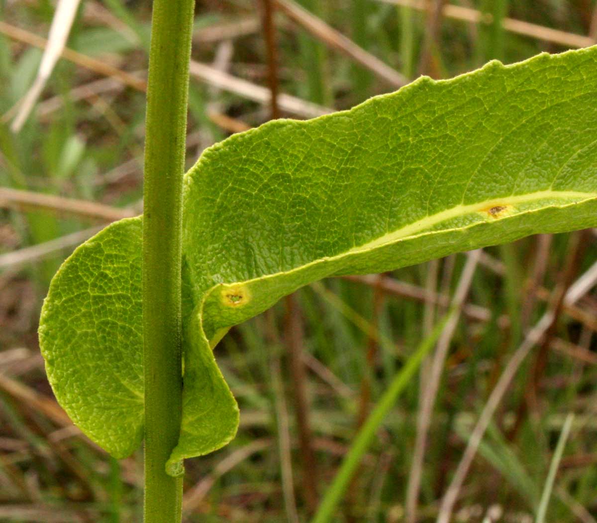 Monactinocephalus paniculatus