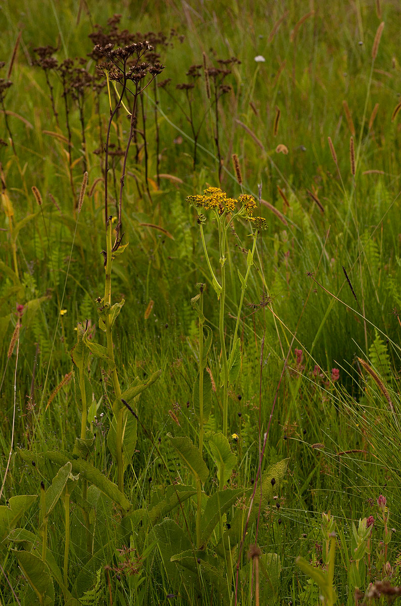 Monactinocephalus paniculatus Monactinocephalus paniculatus