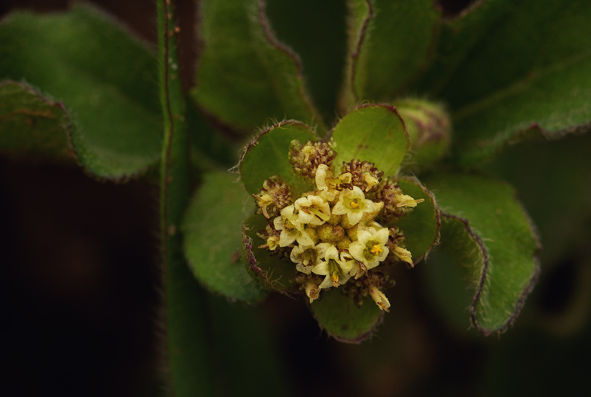 Acanthospermum australe