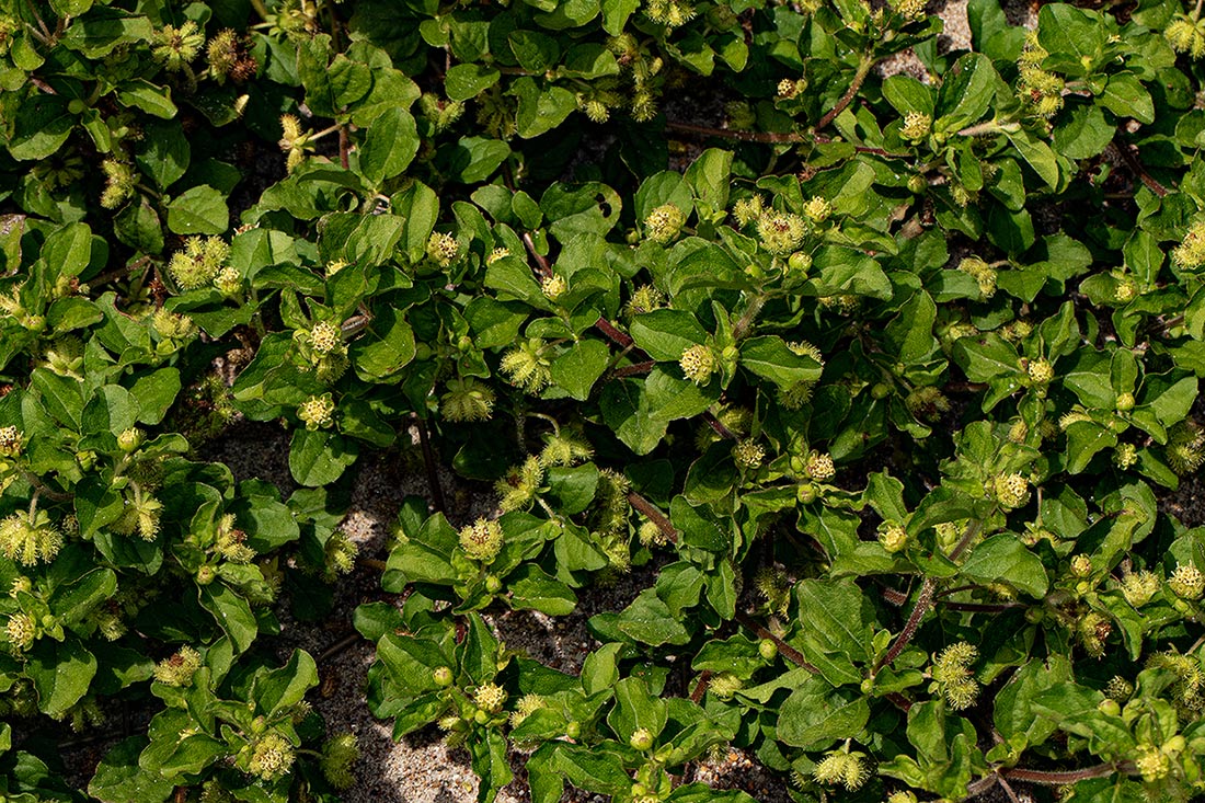 Acanthospermum australe