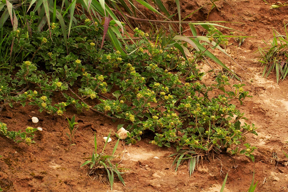 Acanthospermum australe