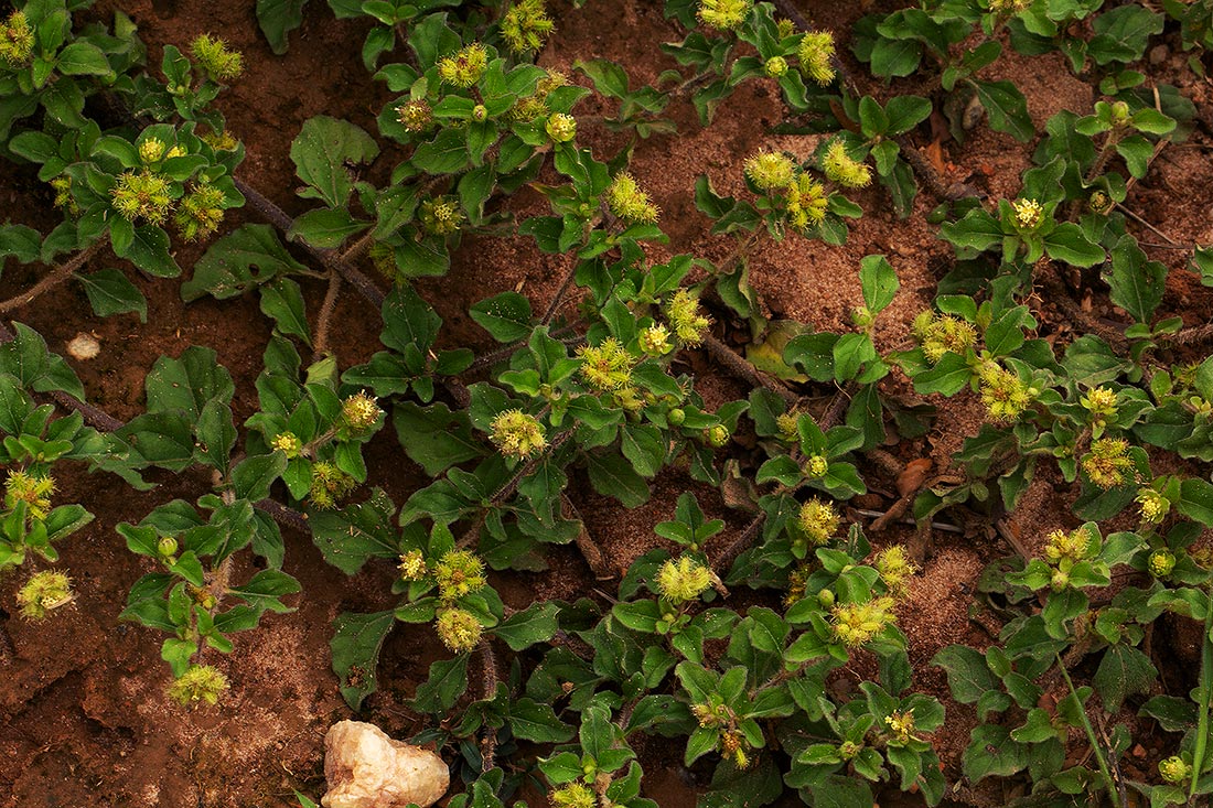 Acanthospermum australe