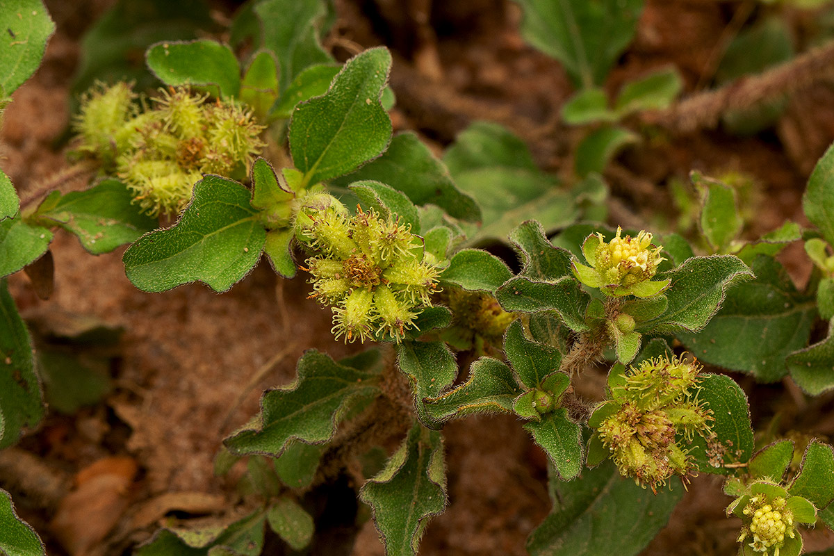 Acanthospermum australe