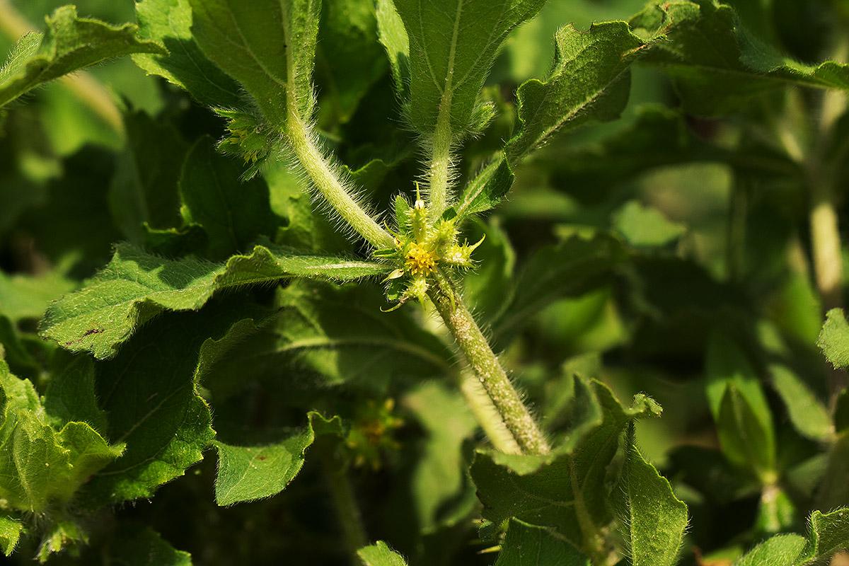 Acanthospermum hispidum