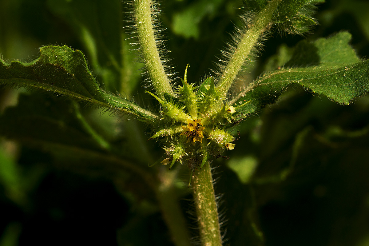 Acanthospermum hispidum