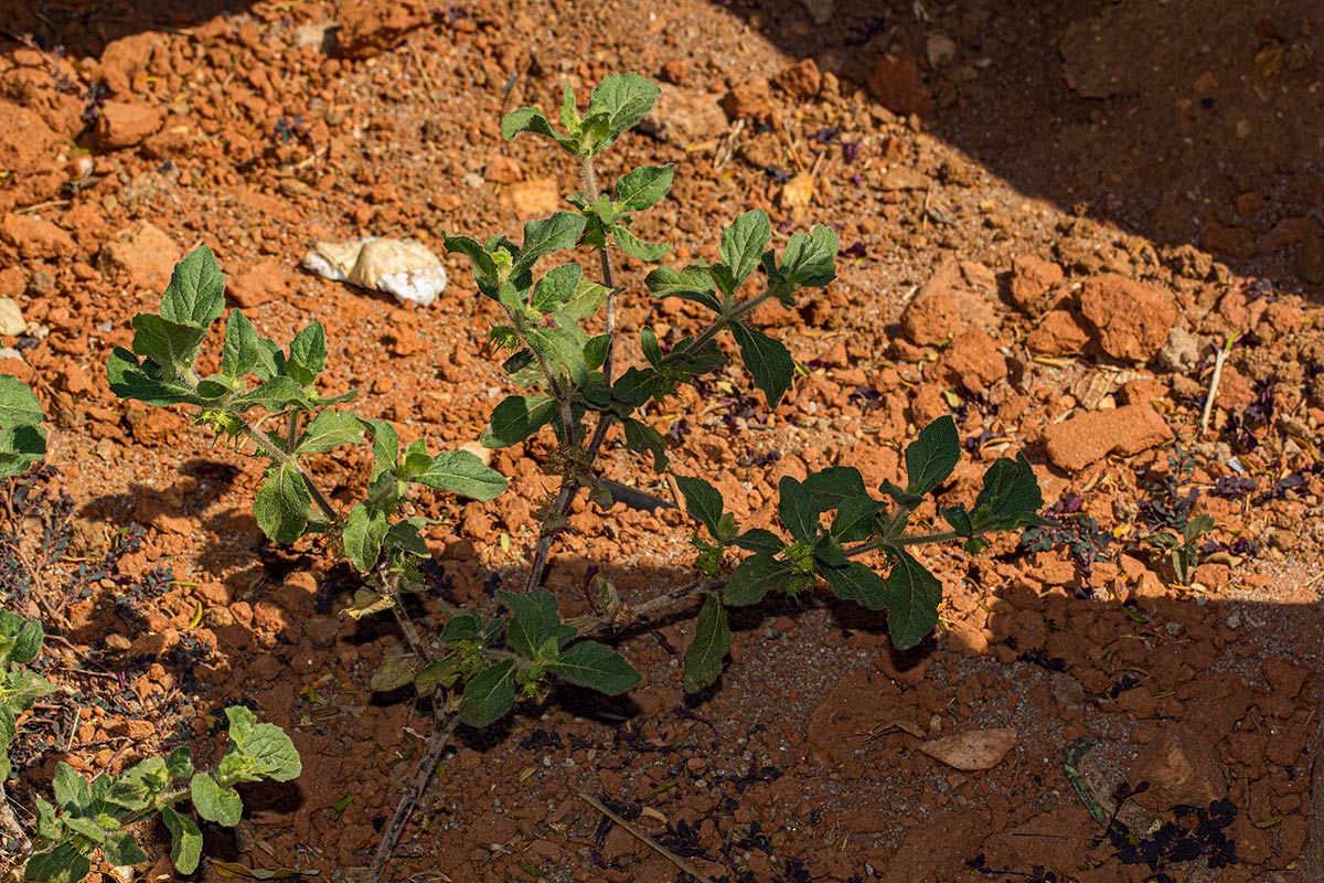Acanthospermum hispidum