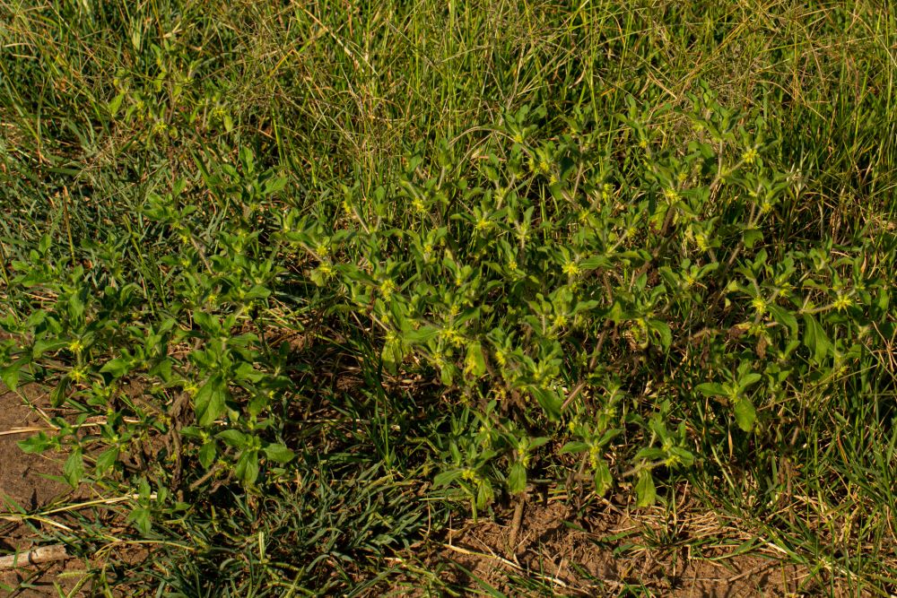 Acanthospermum hispidum