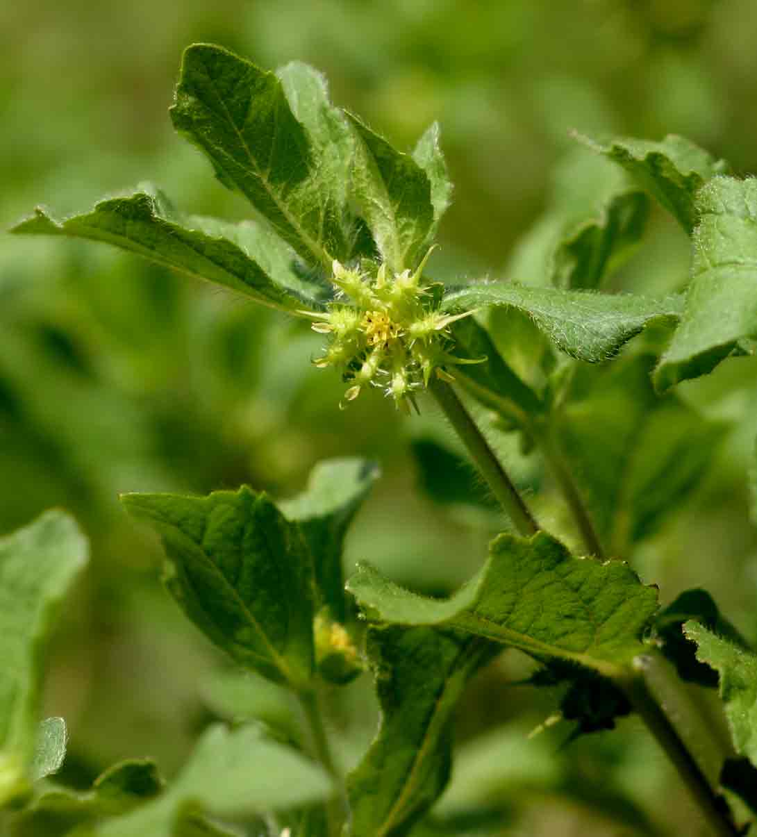 Acanthospermum hispidum